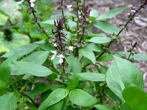 13 benefits of basil with health