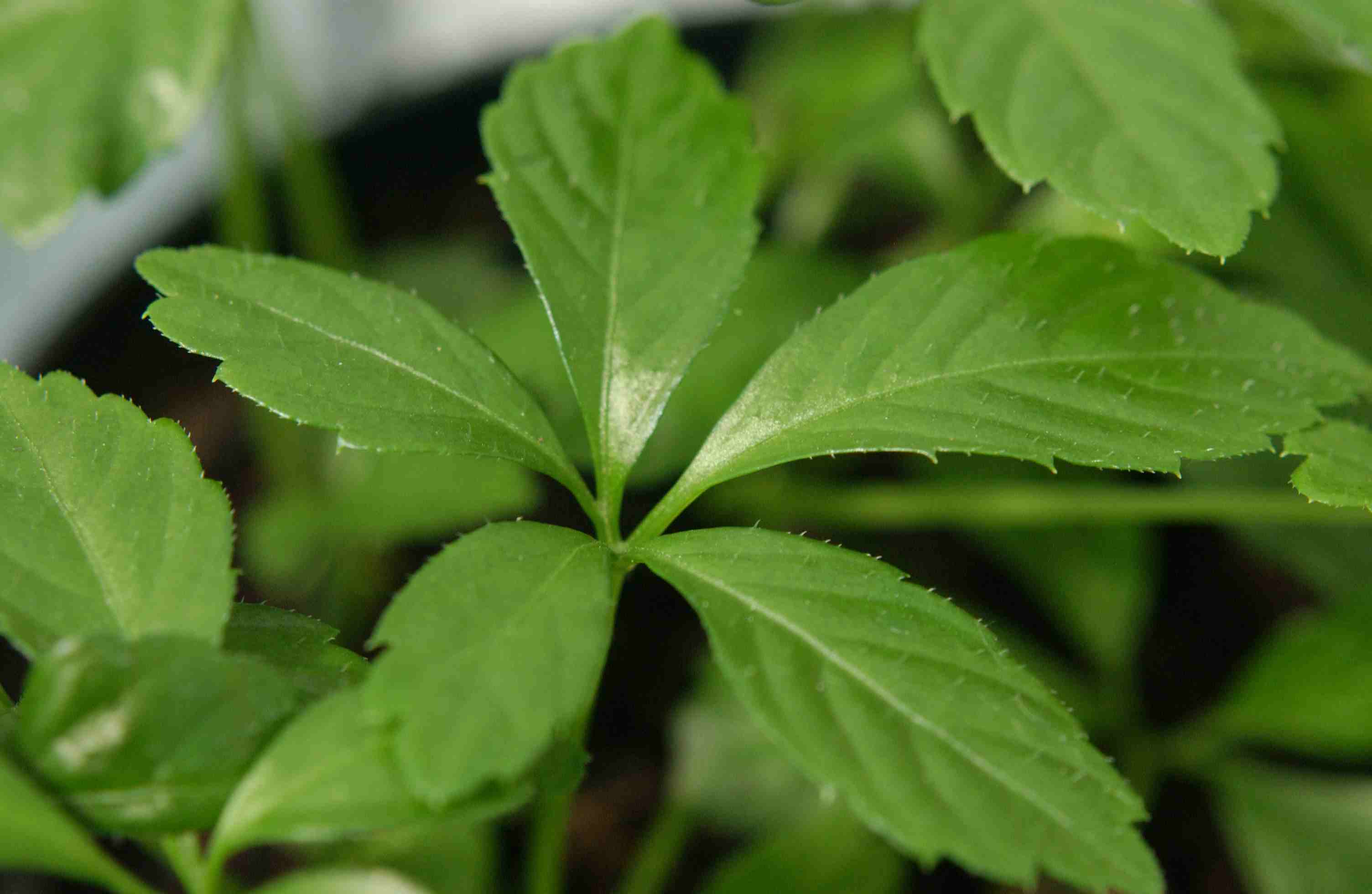 5 thần dược giá bình dân mà bổ như nhân sâm - Ảnh 2. thực phẩm bổ như nhân sâm,