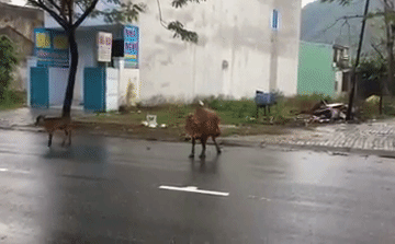 Bị chặt gãy chân vì miếng ăn, chú bò khiến ai xem cũng phải xót xa Bị chặt gãy chân vì miếng ăn, chú bò khiến ai xem cũng phải xót xa