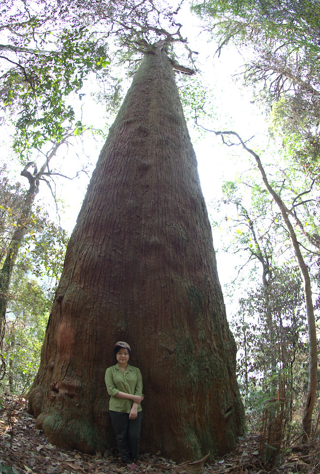 61 cây khổng lồ ở Nghệ An được công nhận là cây di sản Việt Nam - Ảnh 7.