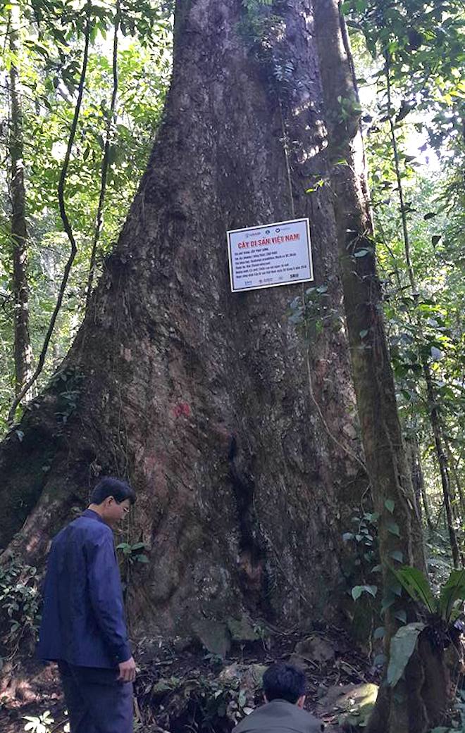 61 cây khổng lồ ở Nghệ An được công nhận là cây di sản Việt Nam - Ảnh 4.