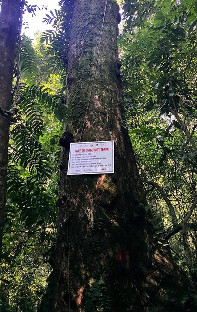 61 cây khổng lồ ở Nghệ An được công nhận là cây di sản Việt Nam - Ảnh 5.