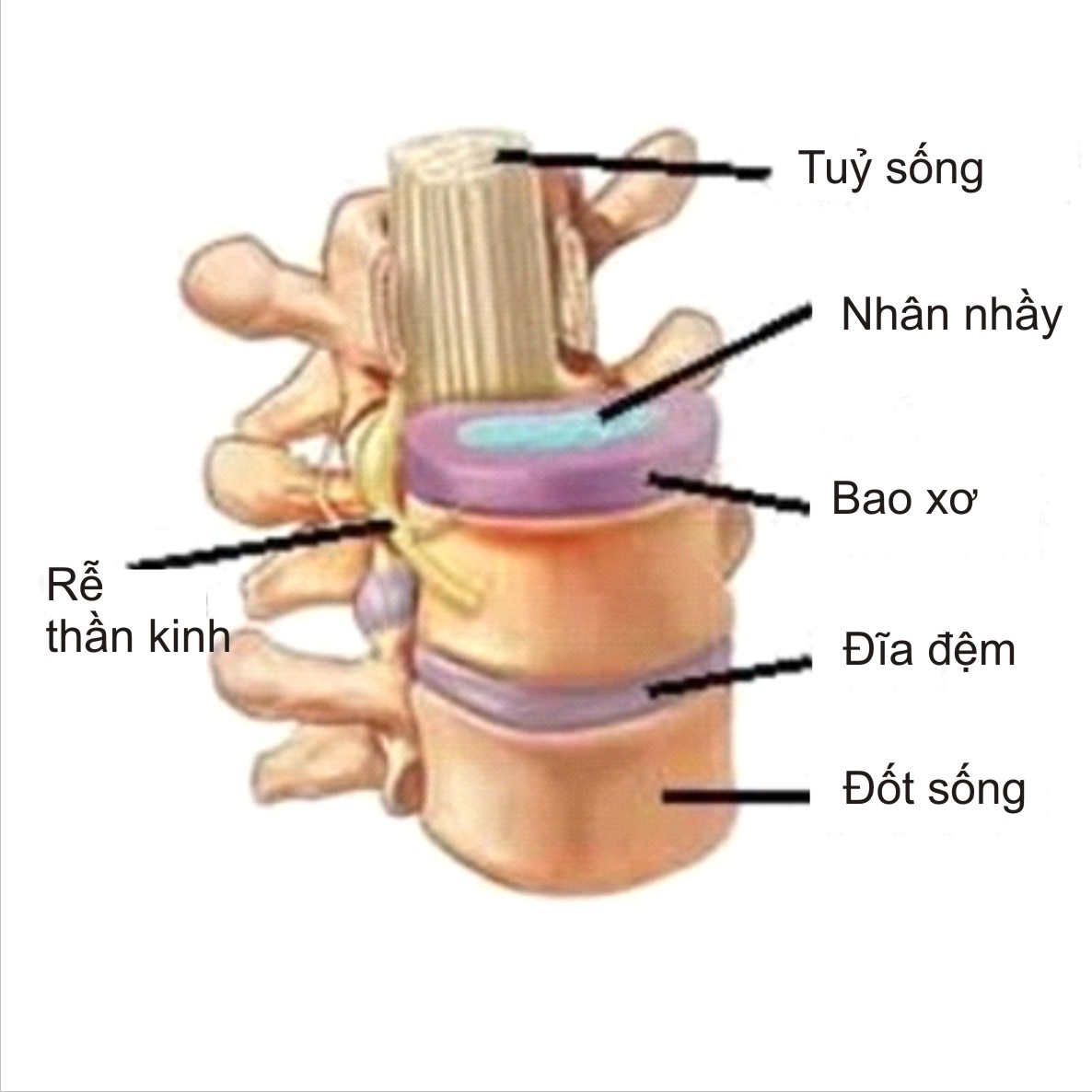 Cảnh báo căn bệnh sinh ra bách bệnh, ai cũng nên biết sớm để phòng chữa đúng cách - Ảnh 2. Cảnh báo căn bệnh sinh ra bách bệnh, ai cũng nên biết sớm để phòng chữa đúng cách - Ảnh 2.