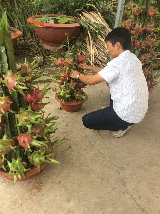 Thanh long cảnh giá rẻ, muốn mua phải đặt trước cả tháng - Ảnh 2. Thanh long cảnh giá rẻ, muốn mua phải đặt trước cả tháng - Ảnh 2.