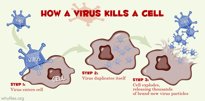 Vì sao kháng sinh chỉ diệt được vi khuẩn mà không diệt được virus? - Ảnh 4.