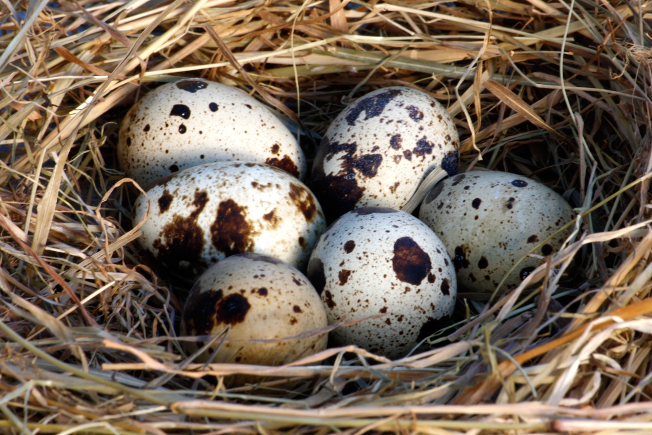 Những tác dụng không ngờ của trứng cút - Ảnh 4. Những tác dụng không ngờ của trứng cút - Ảnh 4.