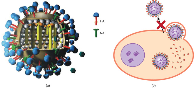 Vì sao kháng sinh chỉ diệt được vi khuẩn mà không diệt được virus? - Ảnh 5.