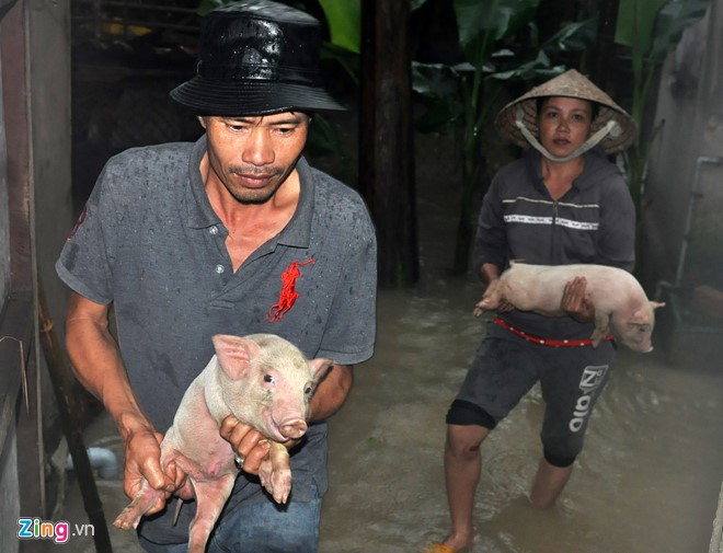 Hàng nghìn nhà dân Quảng Ngãi ngập sâu trong lũ - Ảnh 7. Hàng nghìn nhà dân Quảng Ngãi ngập sâu trong lũ - Ảnh 7.