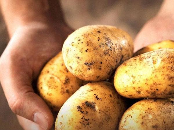 8 thực phẩm phổ biến tốt cho nam giới - Ảnh 8. 8 thực phẩm phổ biến tốt cho nam giới - Ảnh 8.