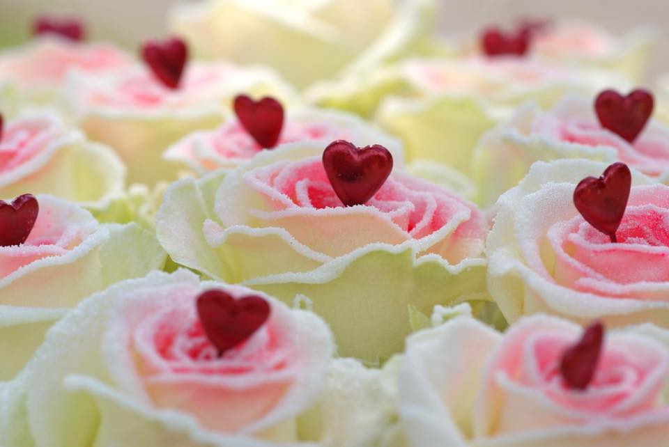 Gần 300.000 đồng cho một bông hồng phủ chocolate trong ngày Valentine - Ảnh 1. Gần 300.000 đồng cho một bông hồng phủ chocolate trong ngày Valentine - Ảnh 1.