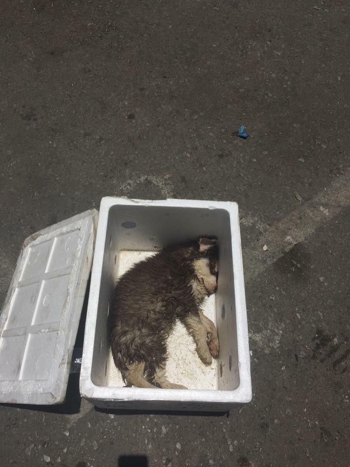 Tranh cãi bức ảnh chú chó nhỏ chết trong thùng xốp được gửi xe khách từ Nam ra Bắc - Ảnh 2. Tranh cãi bức ảnh chú chó nhỏ chết trong thùng xốp được gửi xe khách từ Nam ra Bắc - Ảnh 2.