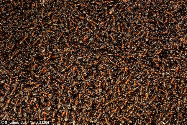 4 điều thú vị về loài kiến, có thể dạy cho con người những bài học giá trị - Ảnh 2.