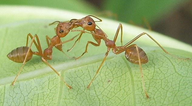 4 điều thú vị về loài kiến, có thể dạy cho con người những bài học giá trị - Ảnh 4.