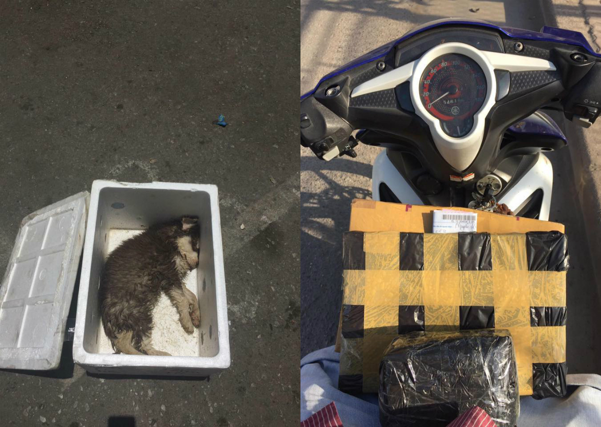 Tranh cãi bức ảnh chú chó nhỏ chết trong thùng xốp được gửi xe khách từ Nam ra Bắc - Ảnh 1. Tranh cãi bức ảnh chú chó nhỏ chết trong thùng xốp được gửi xe khách từ Nam ra Bắc - Ảnh 1.