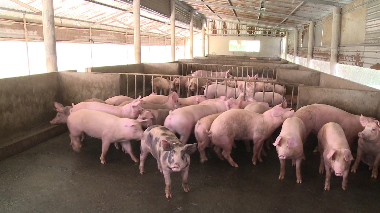 5 lần, 7 lượt bị thương lái Trung Quốc đánh úp, nông dân Việt vẫn mắc bẫy - Ảnh 1. 5 lần, 7 lượt bị thương lái Trung Quốc đánh úp, nông dân Việt vẫn mắc bẫy - Ảnh 1.