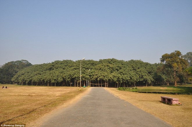 Cây đa khổng lồ có diện tích bằng cả khu rừng ở Ấn Độ - Ảnh 1.