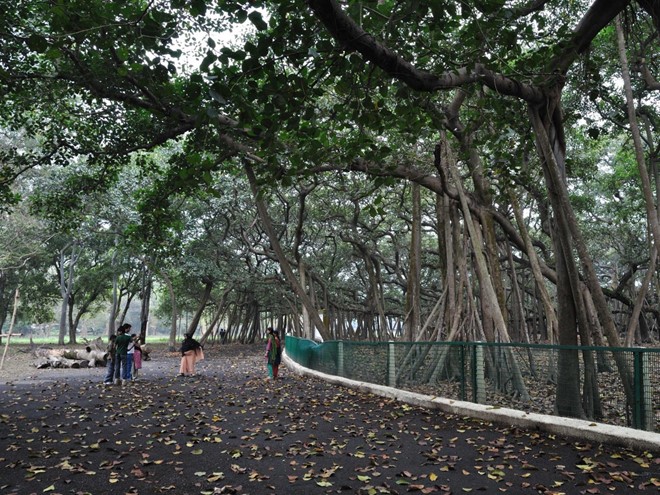 Cây đa khổng lồ có diện tích bằng cả khu rừng ở Ấn Độ - Ảnh 2.