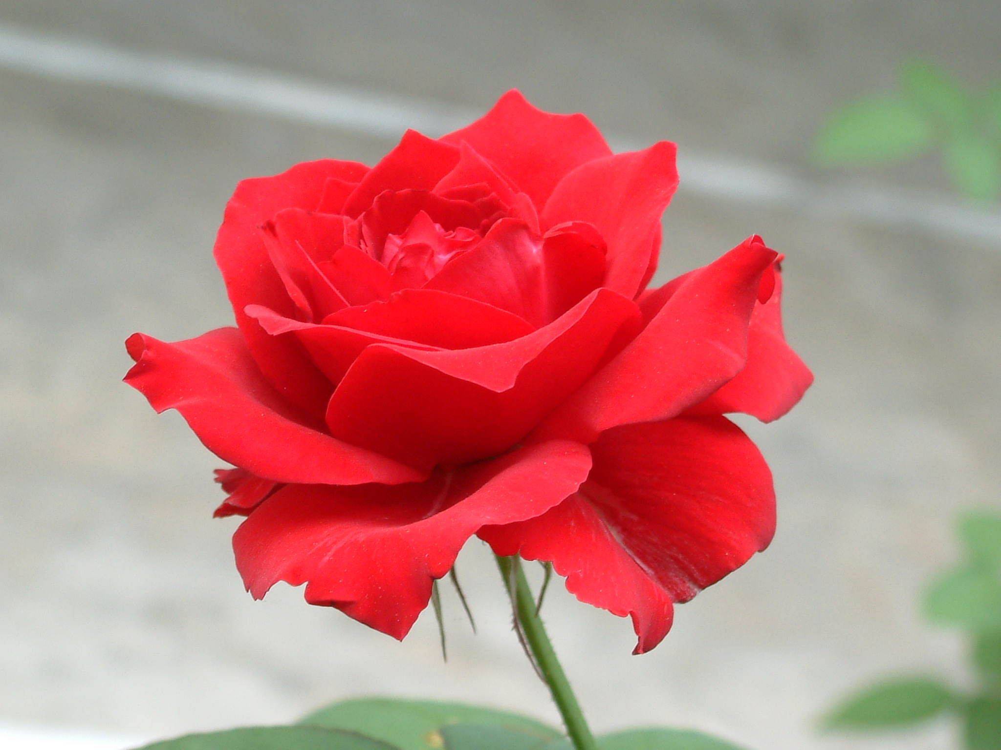 Loại trà chữa nhiều bệnh được Đông y khen ngợi từ cổ chí kim: VN có nhưng ít người dùng - Ảnh 2. Loại trà chữa nhiều bệnh được Đông y khen ngợi từ cổ chí kim: VN có nhưng ít người dùng - Ảnh 2.