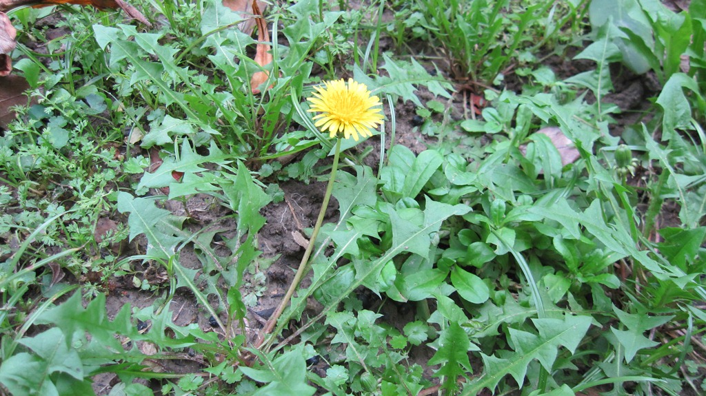 Loại trà chữa nhiều bệnh được Đông y khen ngợi từ cổ chí kim: VN có nhưng ít người dùng - Ảnh 1. Loại trà chữa nhiều bệnh được Đông y khen ngợi từ cổ chí kim: VN có nhưng ít người dùng - Ảnh 1.