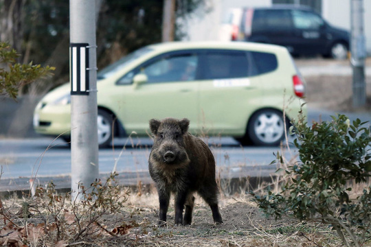 Lợn phóng xạ đe dọa đường về nhà của người dân Fukushima - Ảnh 1.