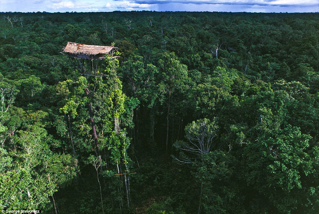 Sống trên những ngôi nhà cây cao tới 50m, bộ lạc bí ẩn khiến nhiều người khâm phục sức sống phi thường - Ảnh 1.
