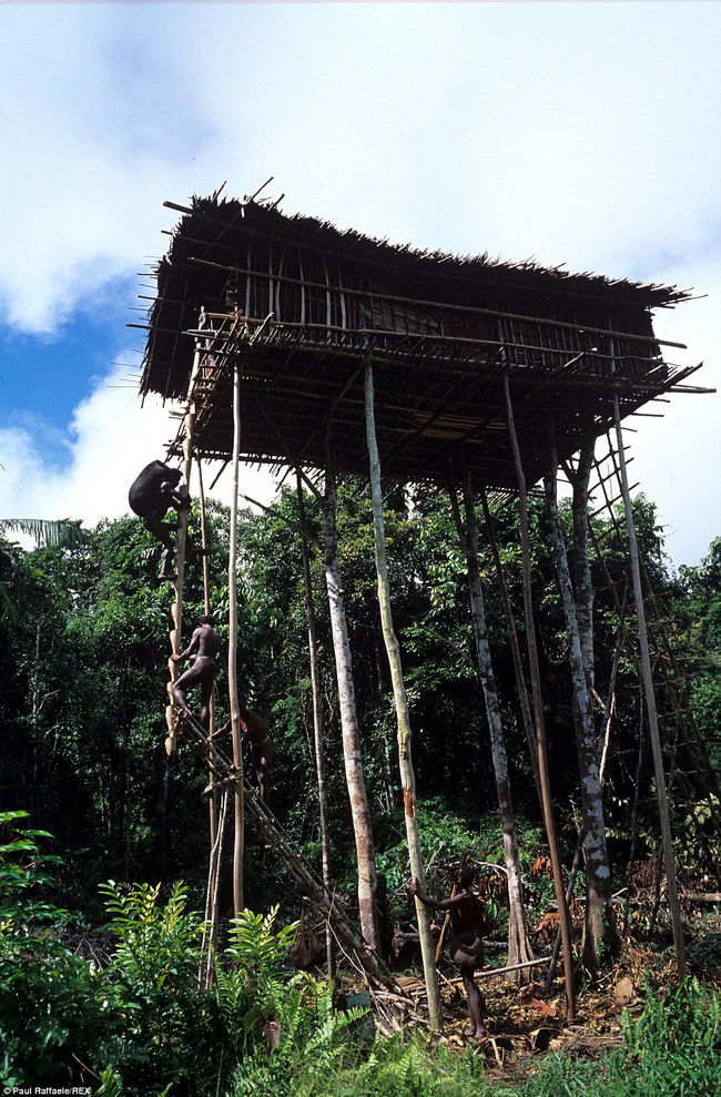 Sống trên những ngôi nhà cây cao tới 50m, bộ lạc bí ẩn khiến nhiều người khâm phục sức sống phi thường - Ảnh 2.