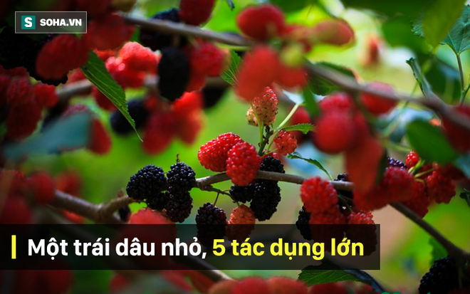 Vì sao Đông y gọi trái cây nhỏ xinh chua ngọt này là quả Thánh trong nhân gian? - Ảnh 1.