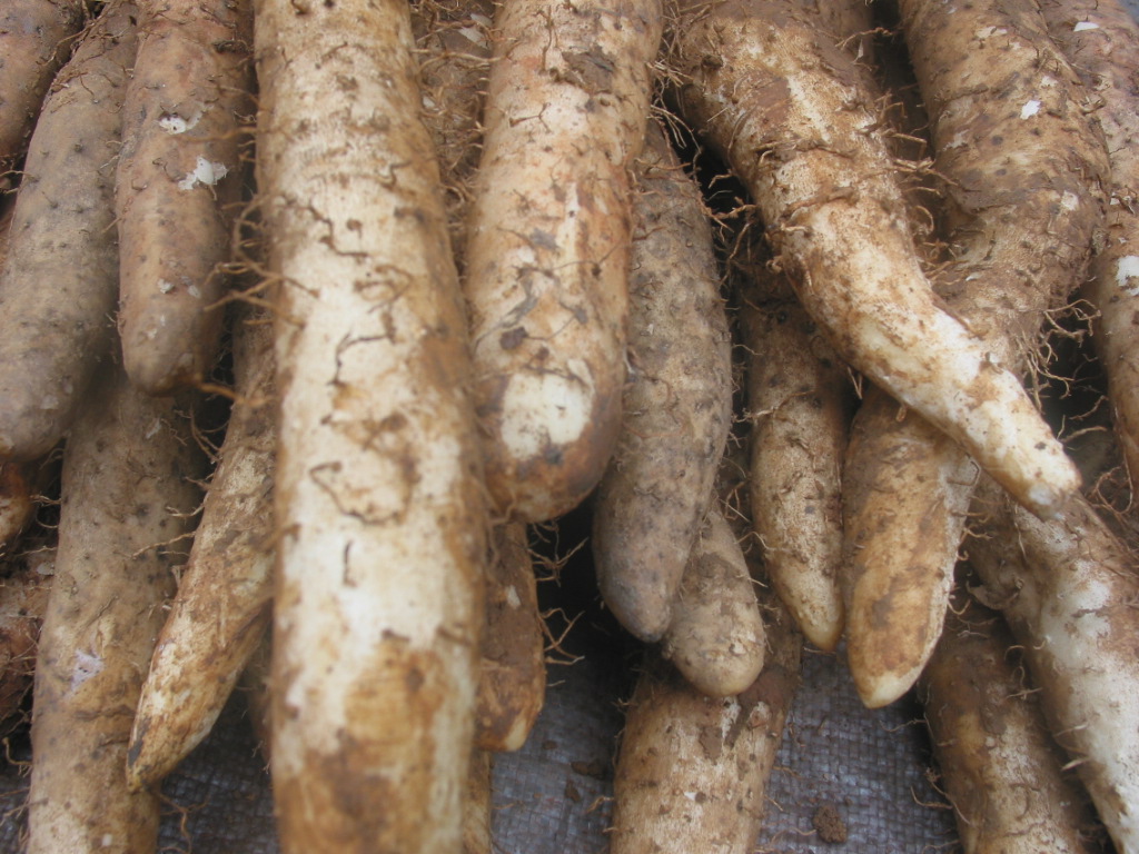 Ăn bát cháo này, dạ dày sẽ biết ơn! - Ảnh 1. Ăn bát cháo này, dạ dày sẽ biết ơn! - Ảnh 1.