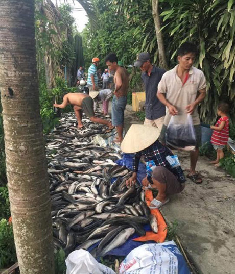Hàng tấn cá chết la liệt dưới kênh ở Kiên Giang - Ảnh 1.
