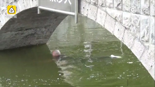 Bi hài người đàn ông đau khổ nhảy xuống sông tự tử nhưng nước... chỉ lên đến ngực - Ảnh 1.