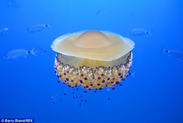 Thấy quả trứng chiên kỳ lạ trôi dưới lòng đại dương, nhiếp ảnh gia giật mình khi lại gần - Ảnh 2.