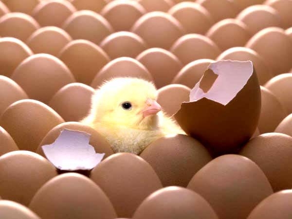 Vì sao gà đẻ gần như mỗi ngày mà mọi quả trứng đều nở ra cùng lúc? - Ảnh 1.