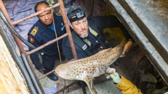 Đông Timor chặn 10 tàu Trung Quốc săn bắt “hàng ngàn con cá mập” - Ảnh 1.