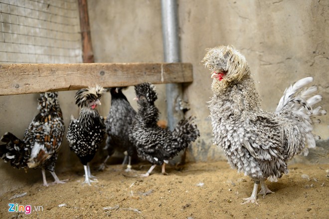 Những giống gà bạc triệu nhiều người tìm mua dịp Tết - Ảnh 18.