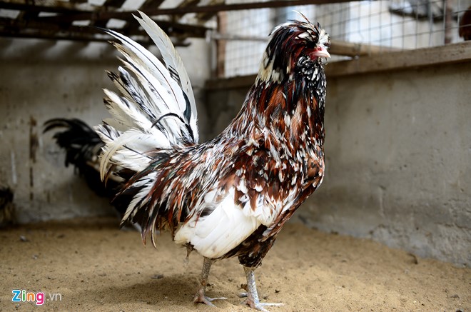 Những giống gà bạc triệu nhiều người tìm mua dịp Tết - Ảnh 19.