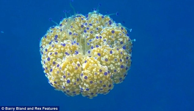 Thấy quả trứng chiên kỳ lạ trôi dưới lòng đại dương, nhiếp ảnh gia giật mình khi lại gần - Ảnh 3.