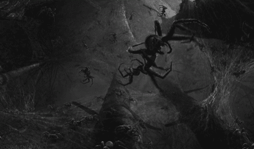 Truy tìm tông tích những quái nhện khổng lồ ăn thịt người thời cổ đại - Ảnh 3.