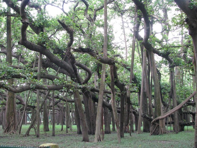 Cây đa khổng lồ có diện tích bằng cả khu rừng ở Ấn Độ - Ảnh 4.