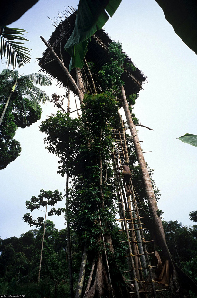 Sống trên những ngôi nhà cây cao tới 50m, bộ lạc bí ẩn khiến nhiều người khâm phục sức sống phi thường - Ảnh 4.
