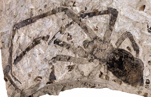 Truy tìm tông tích những quái nhện khổng lồ ăn thịt người thời cổ đại - Ảnh 4.