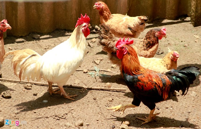 Những giống gà bạc triệu nhiều người tìm mua dịp Tết - Ảnh 5.