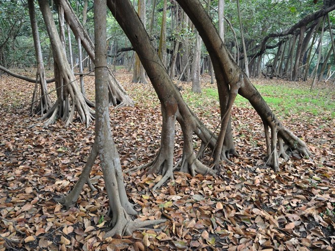 Cây đa khổng lồ có diện tích bằng cả khu rừng ở Ấn Độ - Ảnh 5.