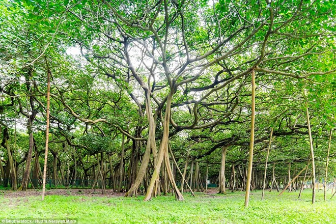 Cây đa khổng lồ có diện tích bằng cả khu rừng ở Ấn Độ - Ảnh 6.