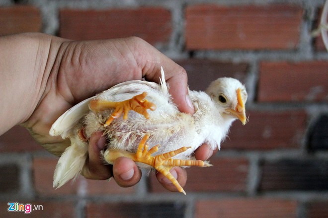 Những giống gà bạc triệu nhiều người tìm mua dịp Tết - Ảnh 7.