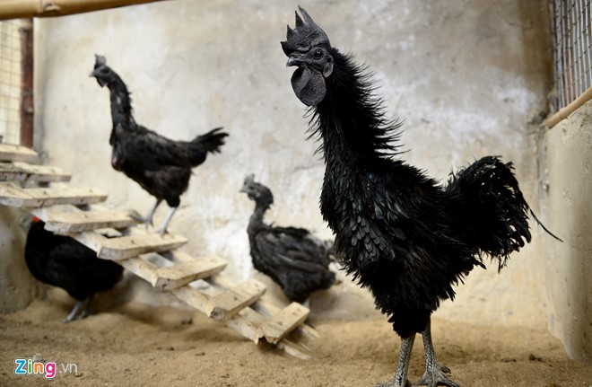 Những giống gà bạc triệu nhiều người tìm mua dịp Tết - Ảnh 8.
