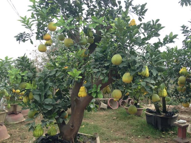 Cảnh lạ: Hàng ngàn quả bưởi “đắp mặt nạ” đợi Tết - Ảnh 8. Cảnh lạ: Hàng ngàn quả bưởi “đắp mặt nạ” đợi Tết - Ảnh 8.