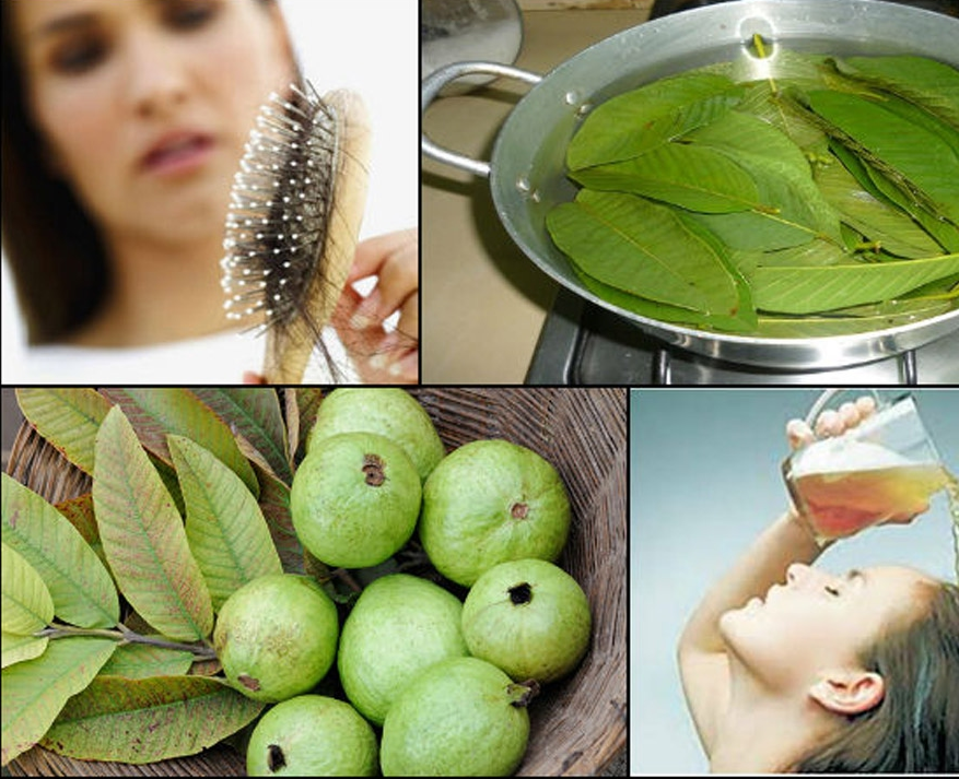 Lá ổi trị rụng tóc Lá ổi trị rụng tóc