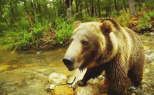 Tổng thống Putin kể chuyện bị bao vây ở vùng hoang dã Siberia: Gấu ở khắp mọi nơi