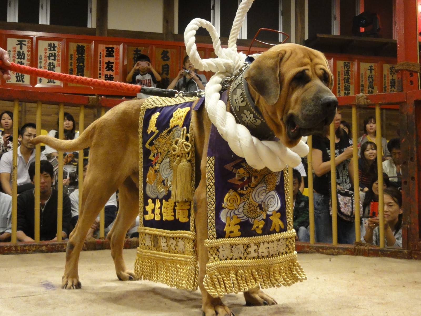 Японская порода сумо собака