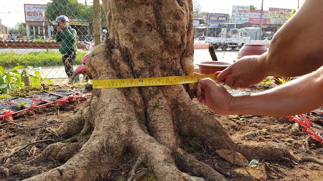 Chiêm ngưỡng cây mai khủng tiền tỷ - Ảnh 4.